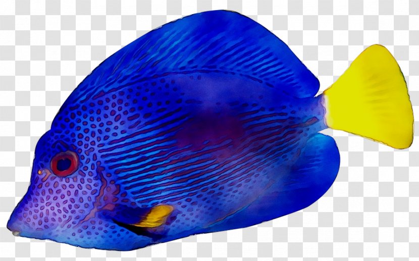 Holacanthus Coral Reef Fish Marine Biology Cobalt Blue Transparent PNG