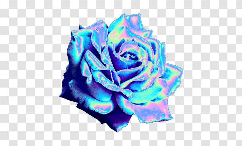 Blue Rose Garden Roses Tumblr Blog - Flower - Holography Transparent PNG