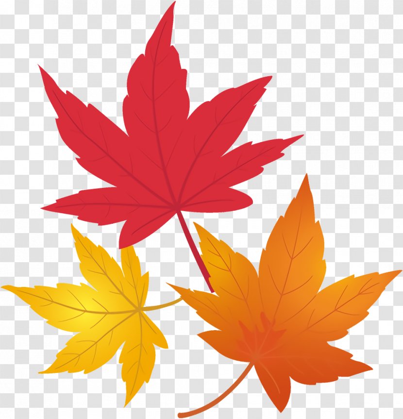 Maple Leaves Autumn Fall - Sweet Gum Transparent PNG