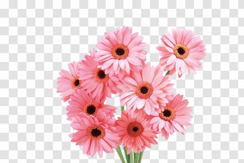 Transvaal Daisy Flower Pink Rose Wallpaper - Plant Stem - Chrysanthemum Transparent PNG