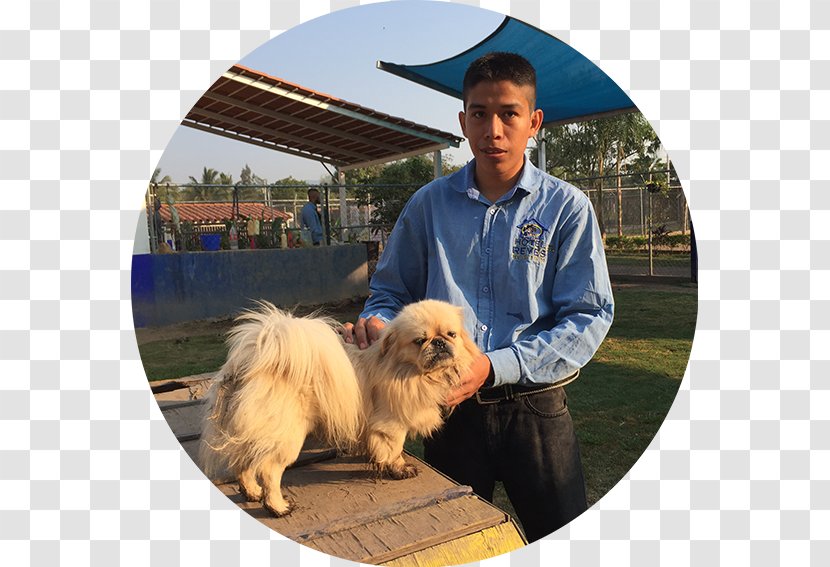 Pomeranian Hotel Canino Reyes Eurasier Tibetan Spaniel Dog Breed - Colima - Ramone Transparent PNG