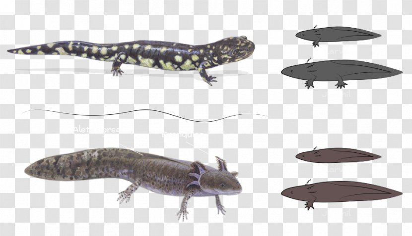 Newt Ecosystem Reptile Fauna Wildlife - Salamander - Lagartija Transparent PNG
