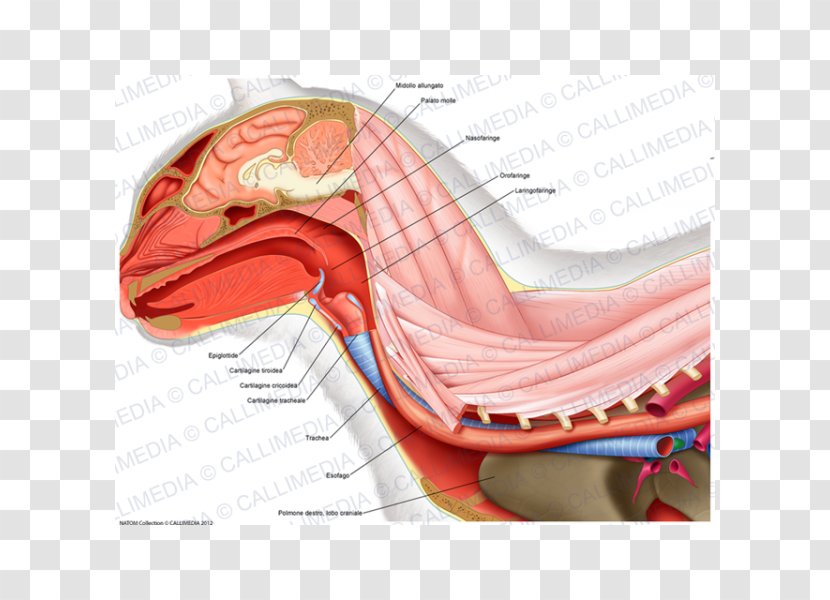 Neck Atlas Human Anatomy Vertebral Column - Watercolor - Thyroid Cartilage Transparent PNG