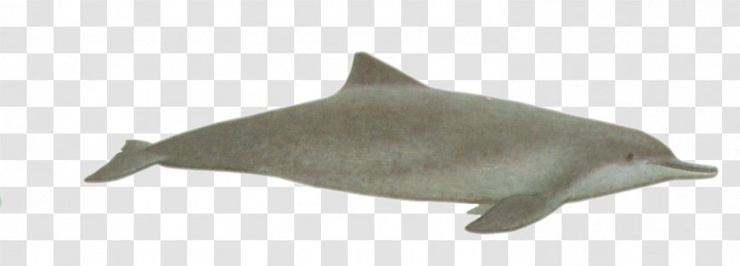 Tucuxi Common Bottlenose Dolphin Porpoise River Rough-toothed - [dolphin Transparent PNG