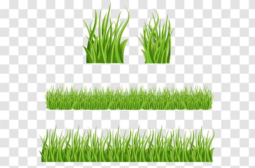 Lawn - Wheatgrass - Design Transparent PNG