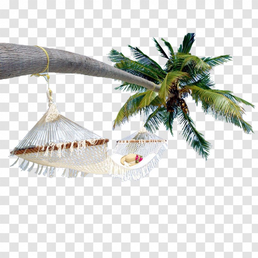 Arecaceae Coconut - Palm Tree Transparent PNG