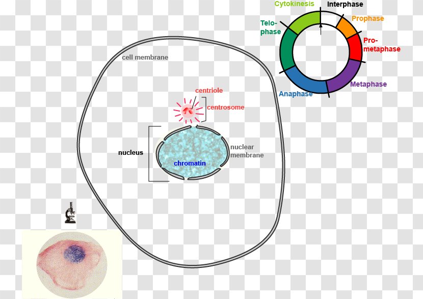 Mitosis And Meiosis Cell Division Cycle - Tree - Frame Transparent PNG