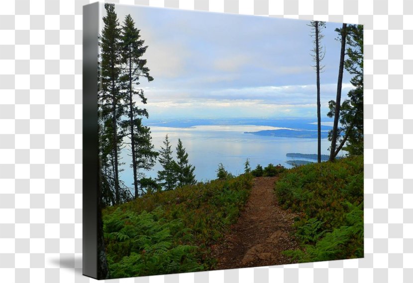 Conifers Spruce-fir Forests Nature Reserve Vegetation Temperate Coniferous Forest - Hill Station Transparent PNG