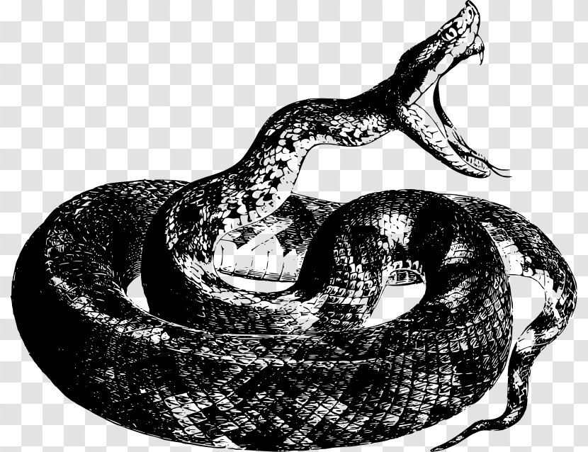 Snake Reptile Drawing Boa Constrictor Clip Art - Python Family - Anaconda Transparent PNG