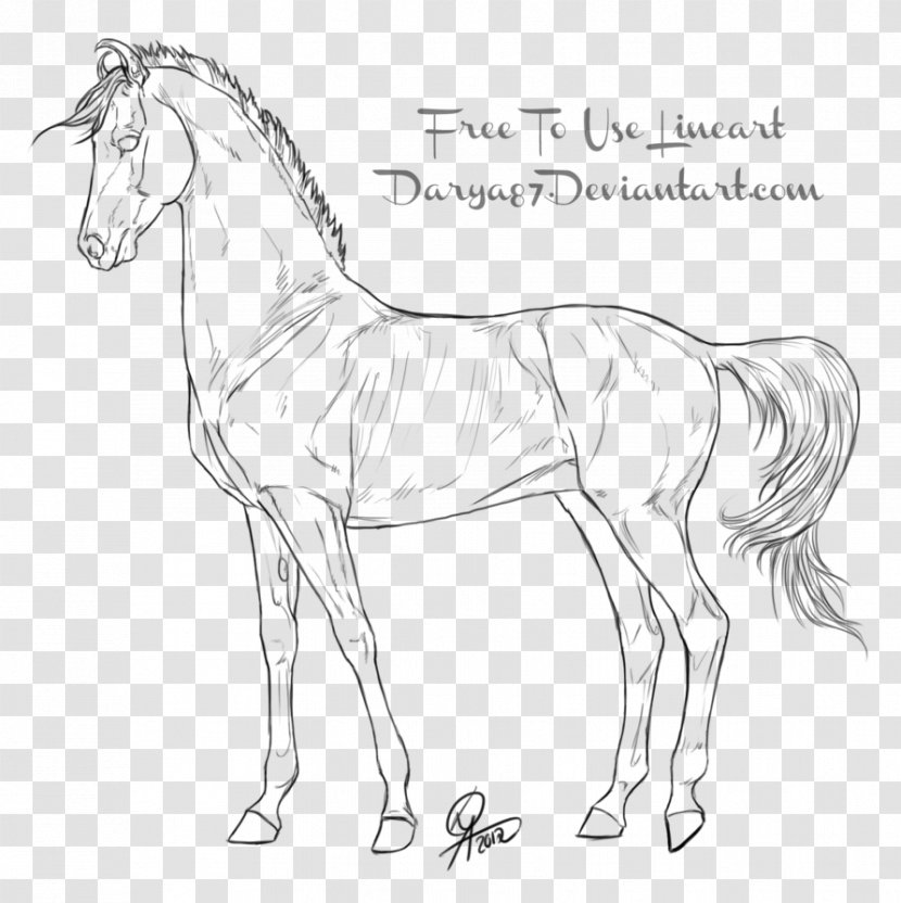Line Art Foal Drawing Akhal-Teke Mule - Animal Figure Transparent PNG