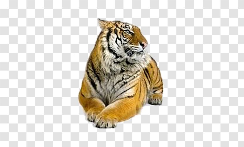 Siberian Tiger Felidae Bengal - Photography Transparent PNG
