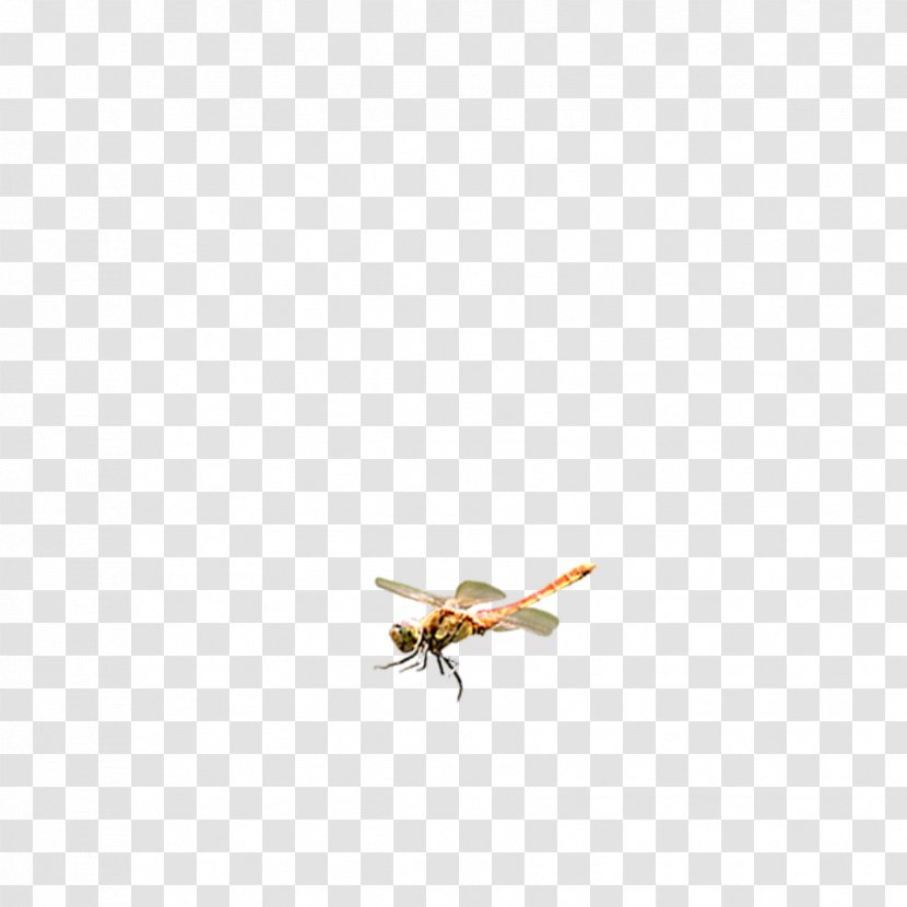 Dragonfly Download Icon - Membrane Winged Insect - Floating Transparent PNG
