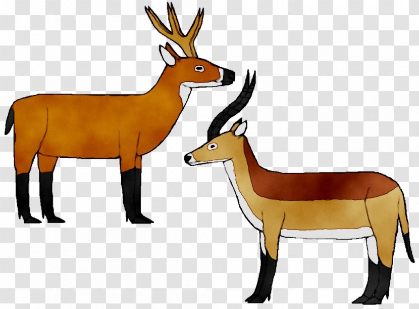 Antelope Moose Deer Mustang Horn - Leopard Transparent PNG