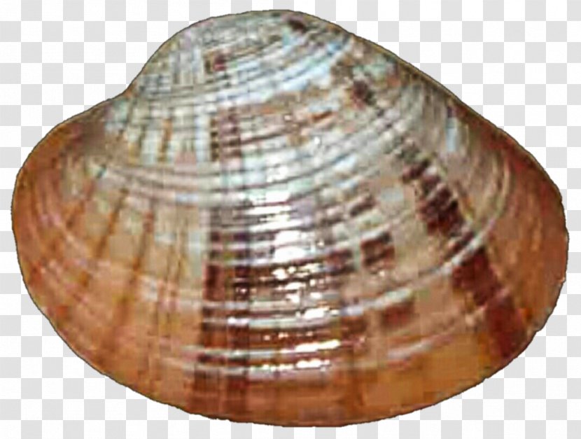 Clam Cockle Mussel Oyster Seashell Transparent PNG