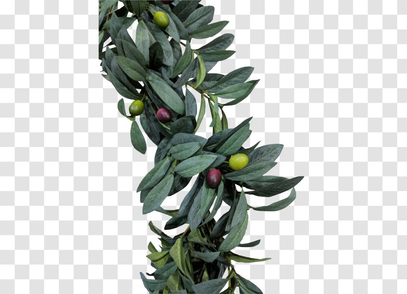 Olive Leaf Tree Spathiphyllum Bush - Fittonia Albivenis Transparent PNG