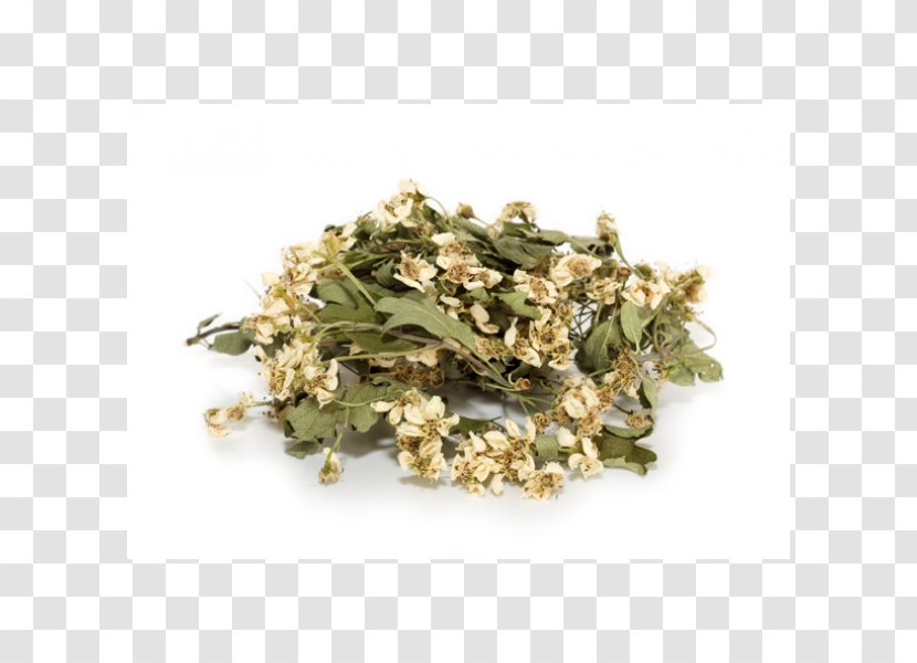 Cannabis Sativa Crataegus Monogyna Herb Marijuana - Superfood - Hawthorn Transparent PNG