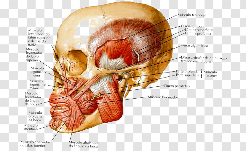 Human Body Anatomy Muscles Of Mastication Cell - Watercolor - Frank H Netter Transparent PNG