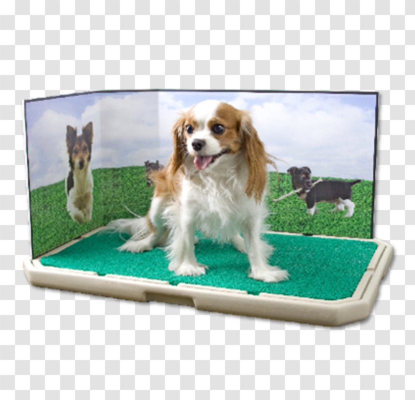 Puppy Pet Toilet Training Labrador Retriever - Spaniel Transparent PNG