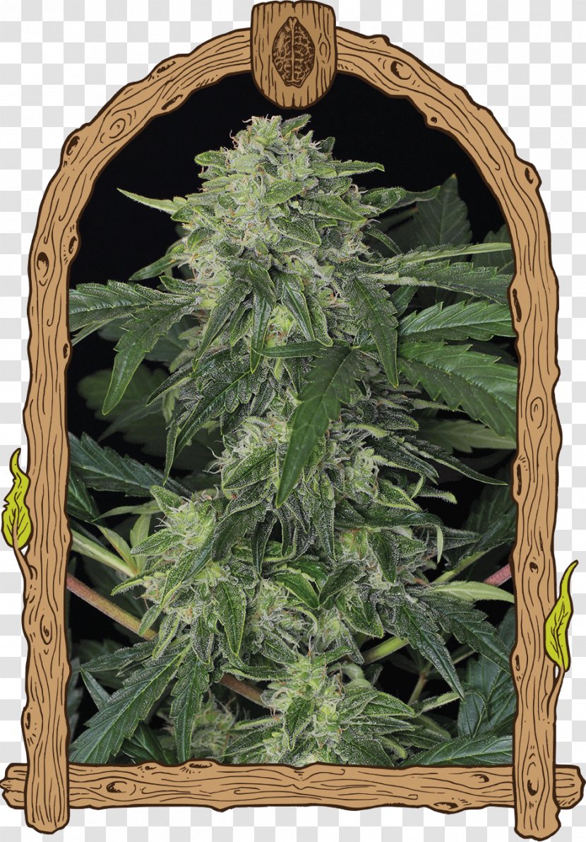 Autoflowering Cannabis Seed Bank Sativa - Dominance Transparent PNG