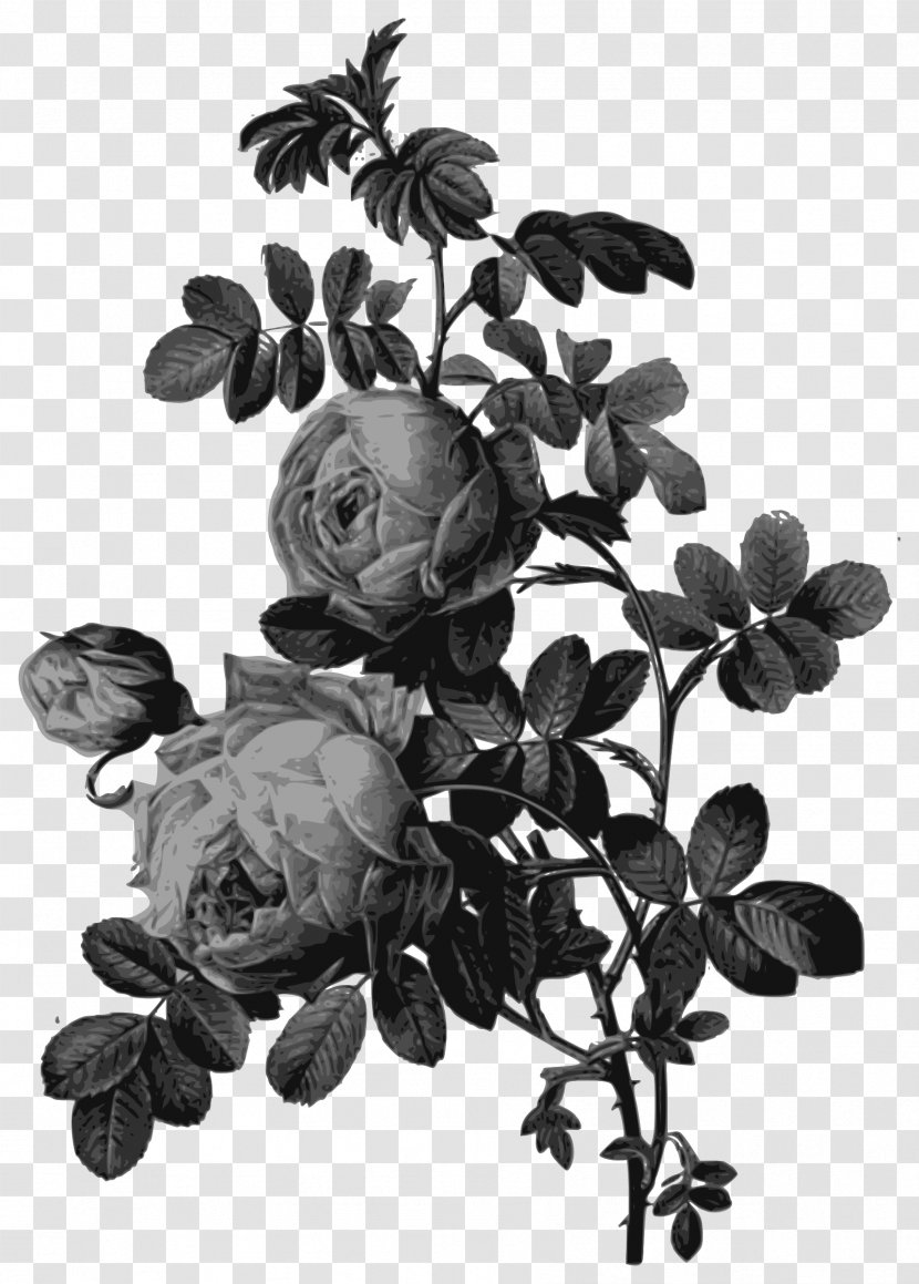 Roses Painting Art Drawing - Printing Transparent PNG