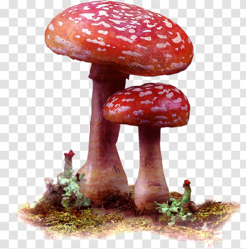 Mushroom Cartoon - Red - Plant Penny Bun Transparent PNG