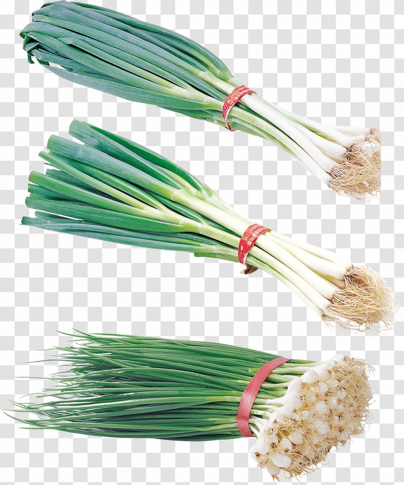 Welsh Onion Garlic Vegetable Leek Transparent PNG