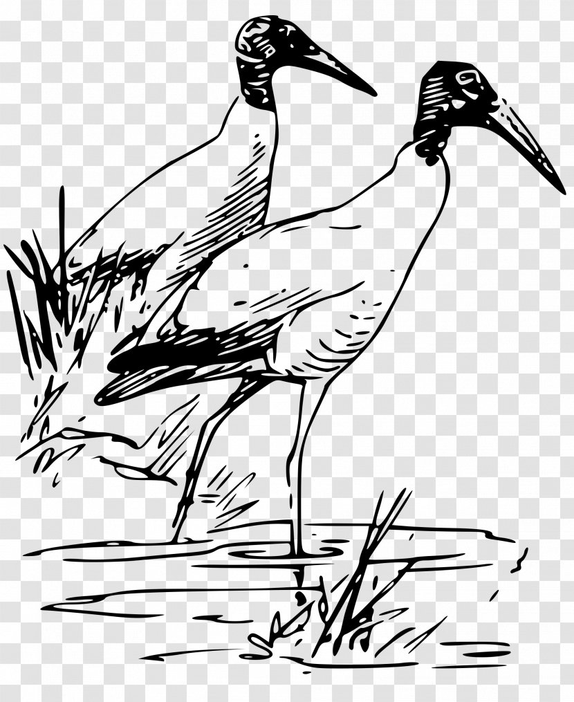 Bird Drawing American White Ibis Wood Stork - Shorebird - Flock Of Birds Transparent PNG