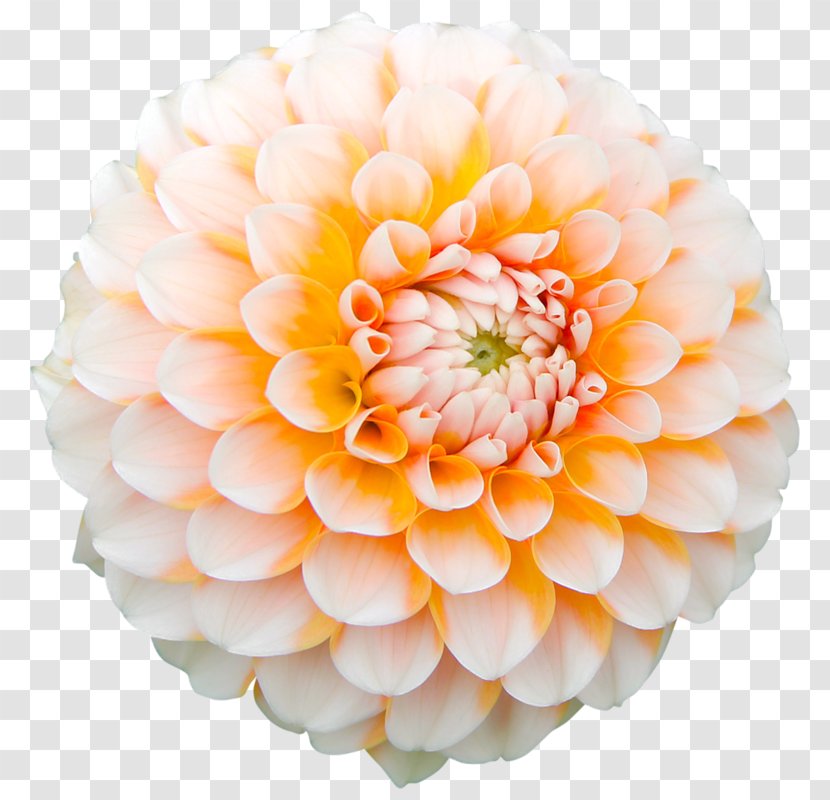 Dahlia Flower Desktop Wallpaper High-definition Television Garden Transparent PNG