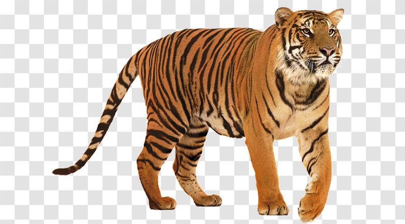 Lion Felidae Siberian Tiger Big Cat - Meigs Middle School - Tigre Transparent PNG