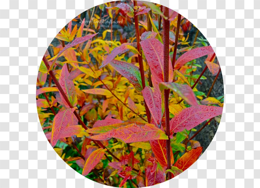 Autumn Leaf - Meet Mid Festival Transparent PNG