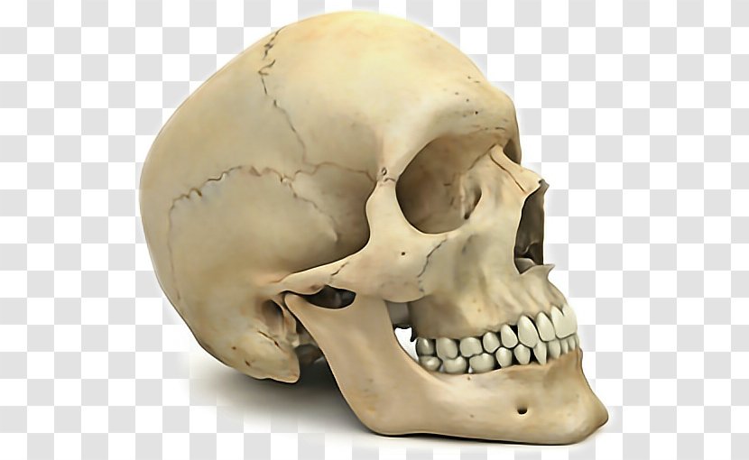 Skull Anatomy - Ear Mouth Transparent PNG