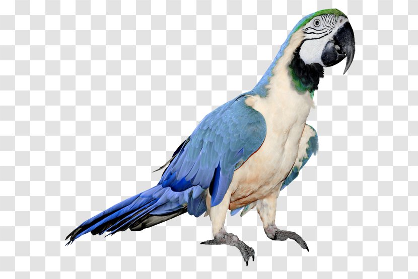Parrot Budgerigar Bird Clip Art - Macaw Transparent PNG