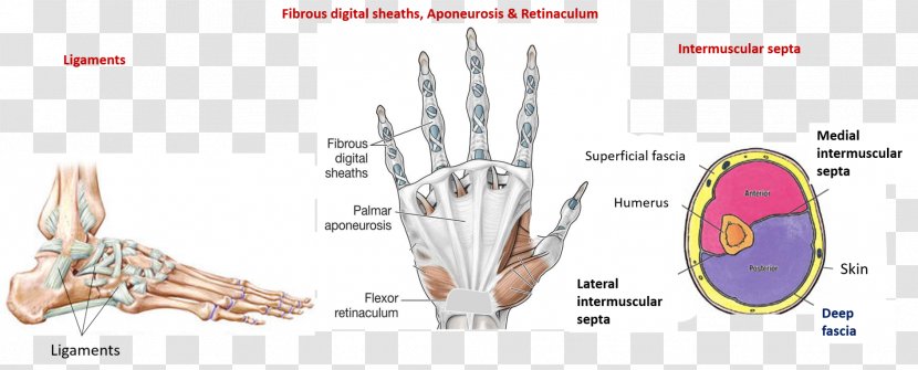 Finger Line Organism - Cartoon - Nerve Structure Transparent PNG