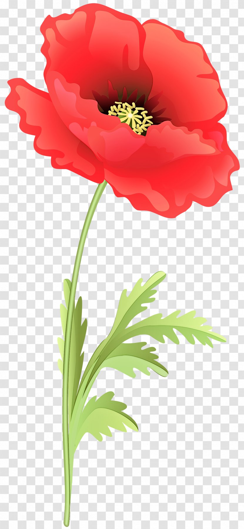 Flower Flowering Plant Petal Red - Coquelicot Poppy Transparent PNG
