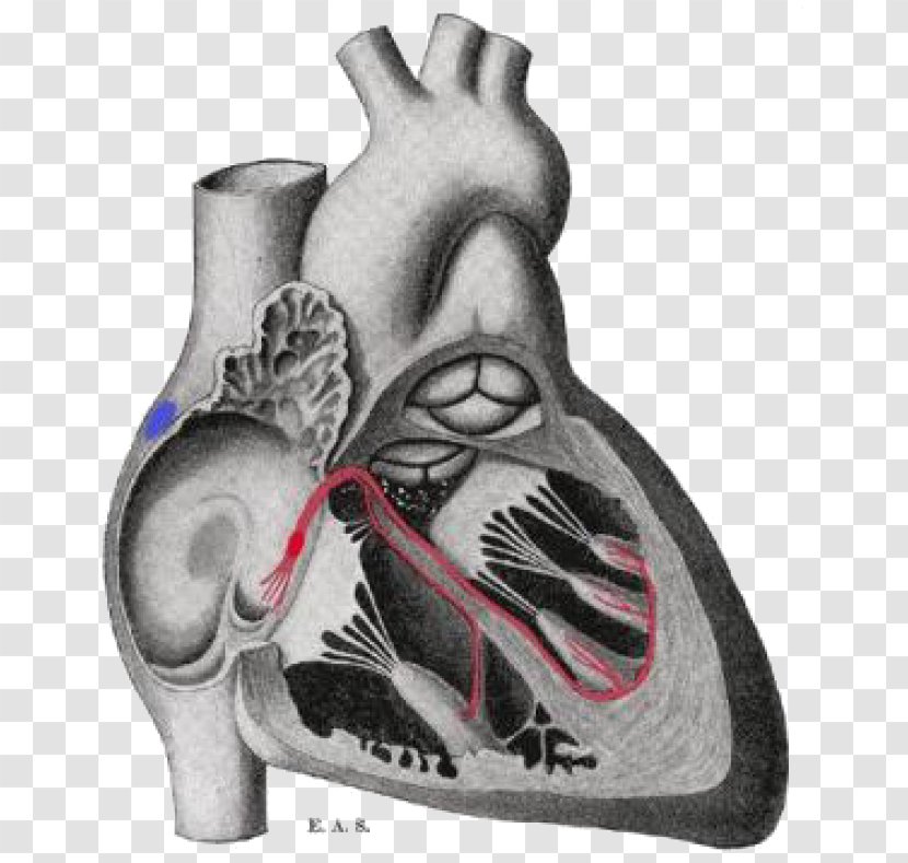 Gray's Anatomy Bundle Of His Electrophysiology Sinoatrial Node - Flower - Heart Transparent PNG