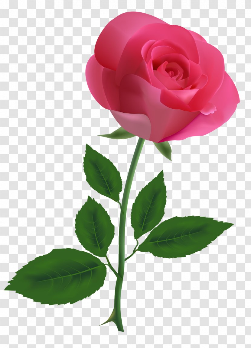 Free Rose Clip Art - Flowering Plant - Poppy Transparent PNG