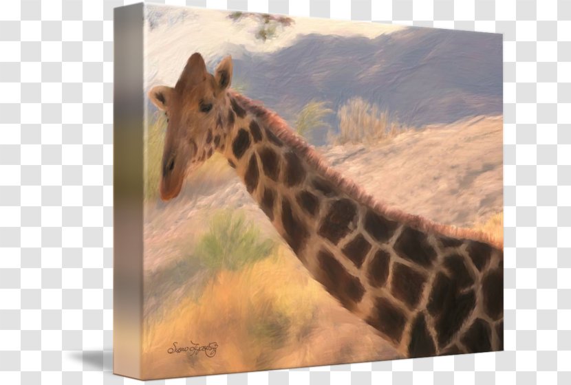 Giraffe Neck Terrestrial Animal Wildlife Snout Transparent PNG