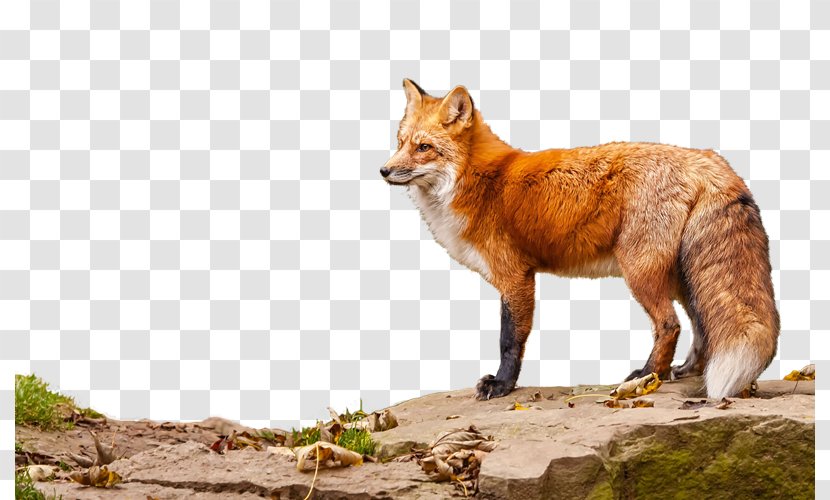 Red Fox Vulpini Clip Art Animal - Carnivoran - Zx Transparent PNG