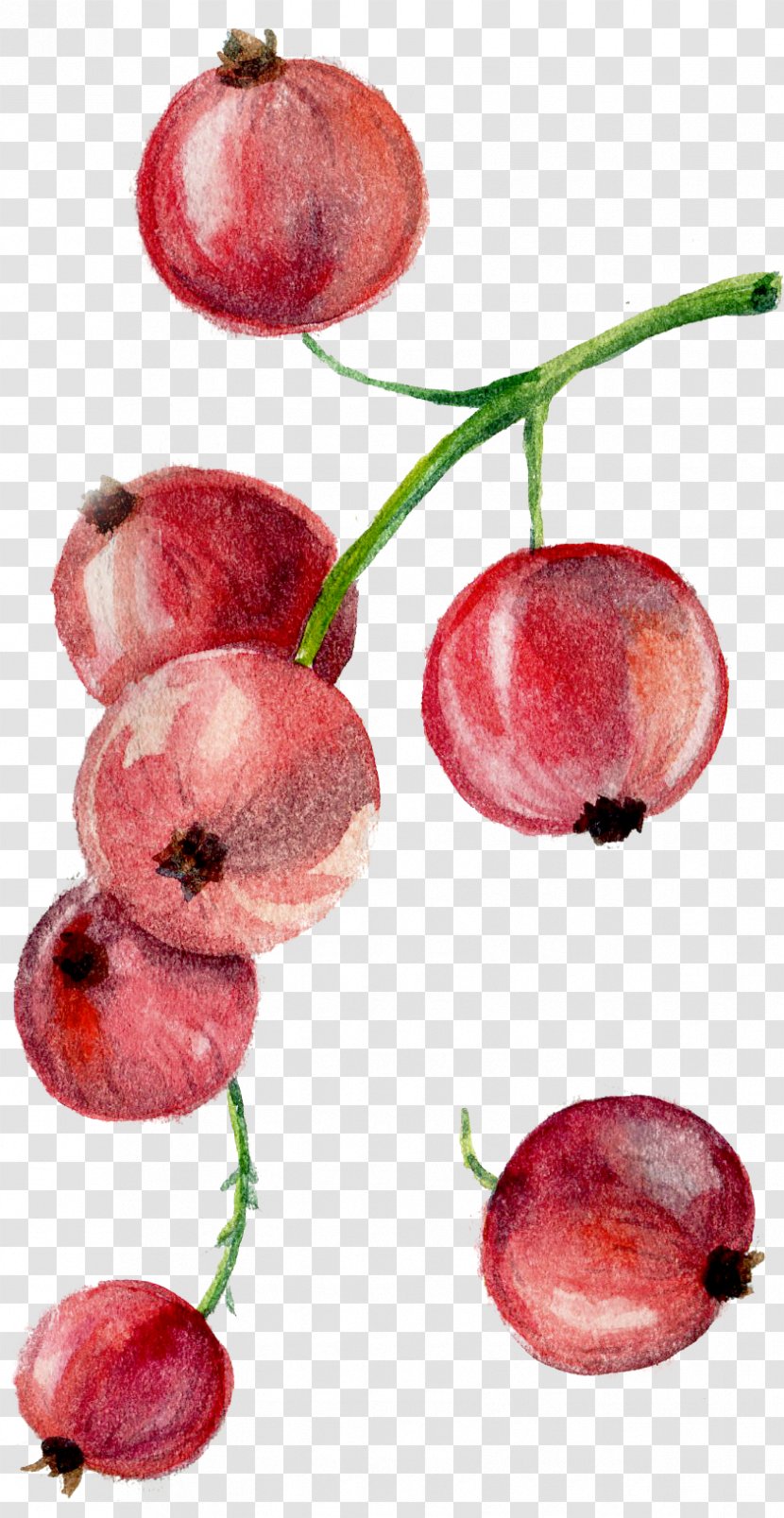 Drawing - Blueberry - Cherry Transparent PNG