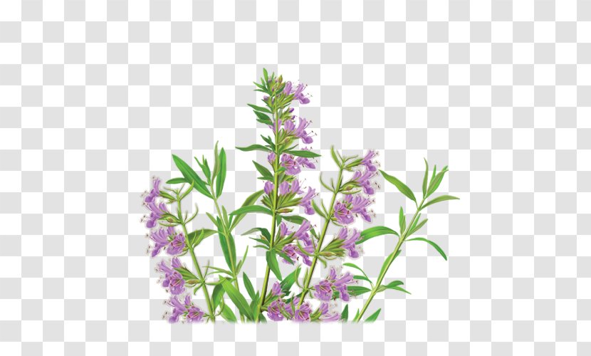 Herbal Tea Anise Hyssop - Shrub Transparent PNG