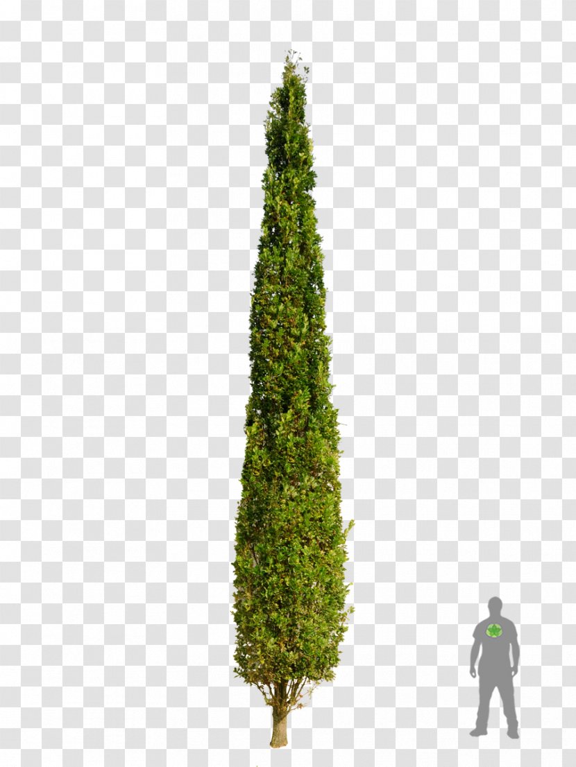 Dub Letný Stĺpovitý Spruce Tree English Oak Plants - Cypress Family Transparent PNG