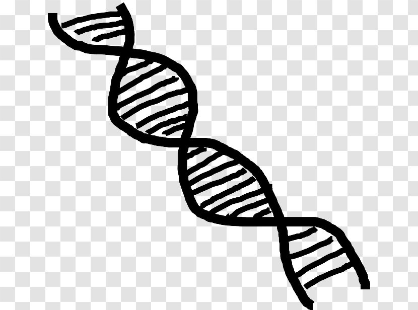 DNA Nucleic Acid Double Helix Clip Art - Chromosome - Plant Transparent PNG