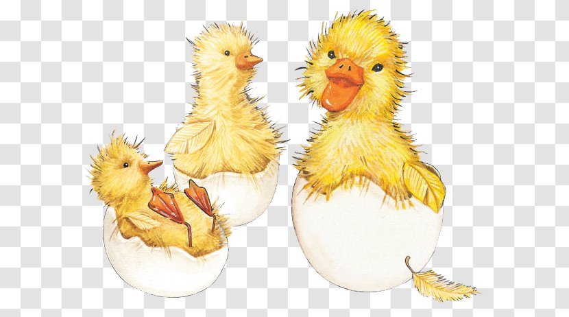Paper Easter Bunny Chicken Duck - Galliformes - Chick Hatching Transparent PNG