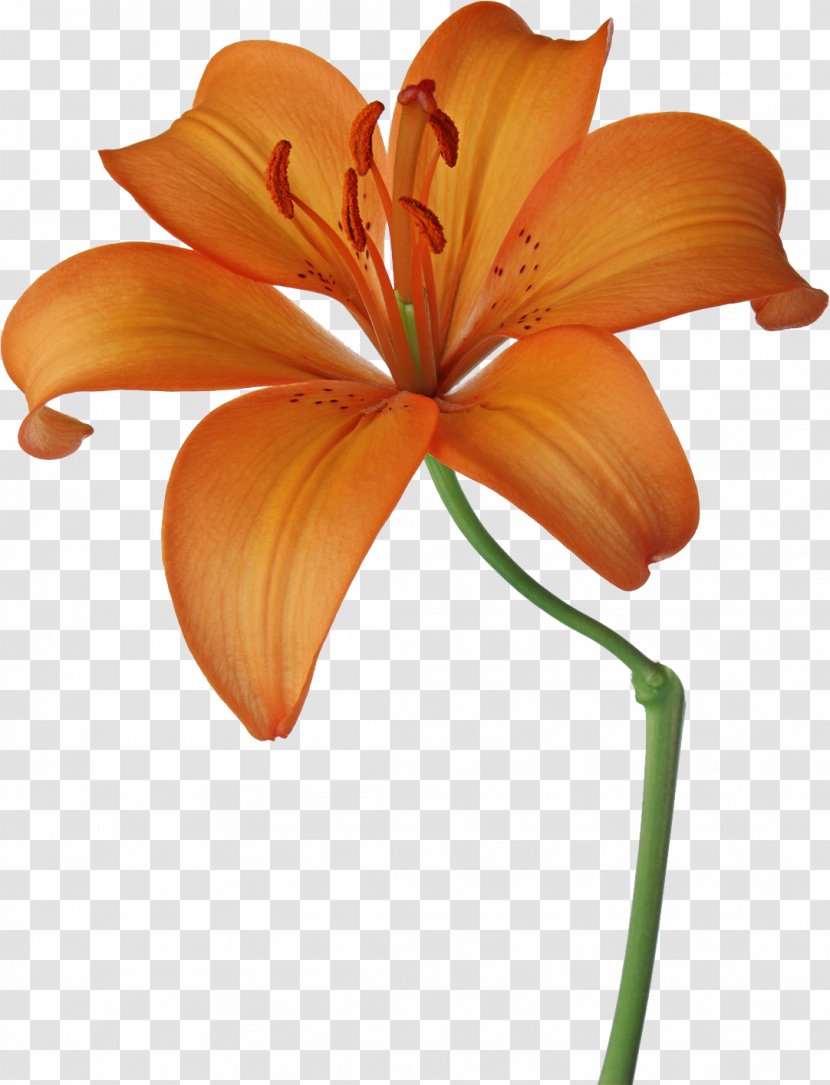 Flower Photography Floral Design Royalty-free Art - Painting - Lily Transparent PNG