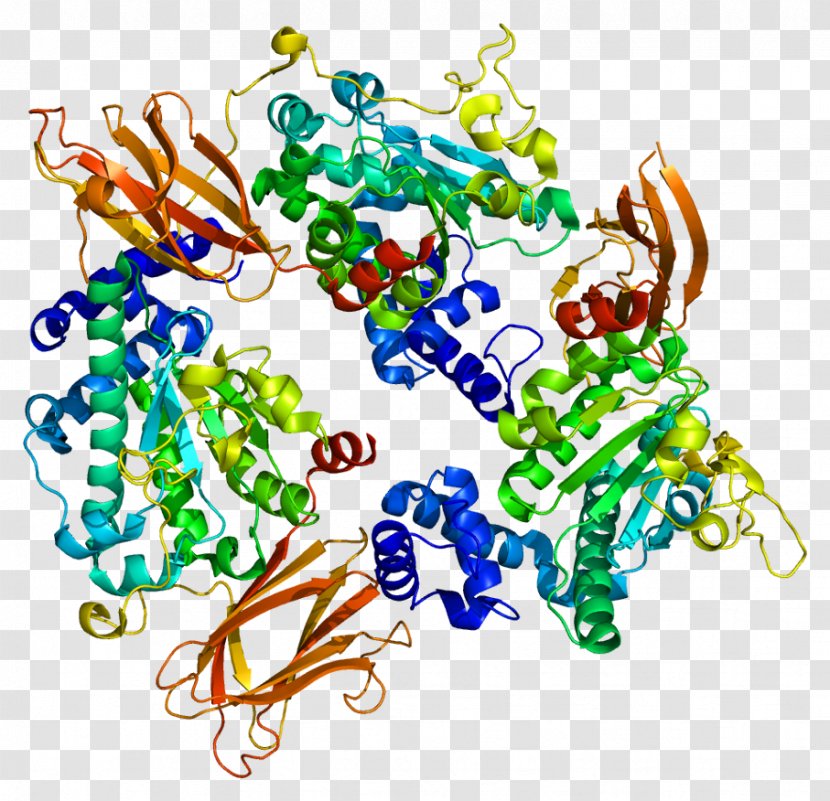 SEC14L2 Protein Gene Function - Tree - Silhouette Transparent PNG