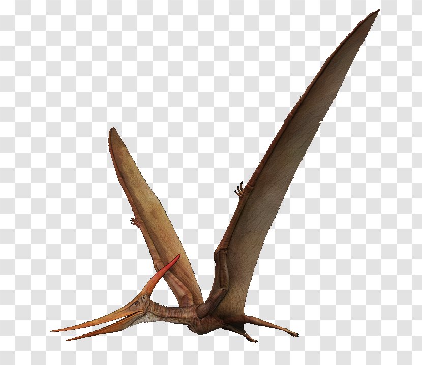 Pteranodon Pterosaurs Pterodactyls Spinosaurus - Albatross Transparent PNG