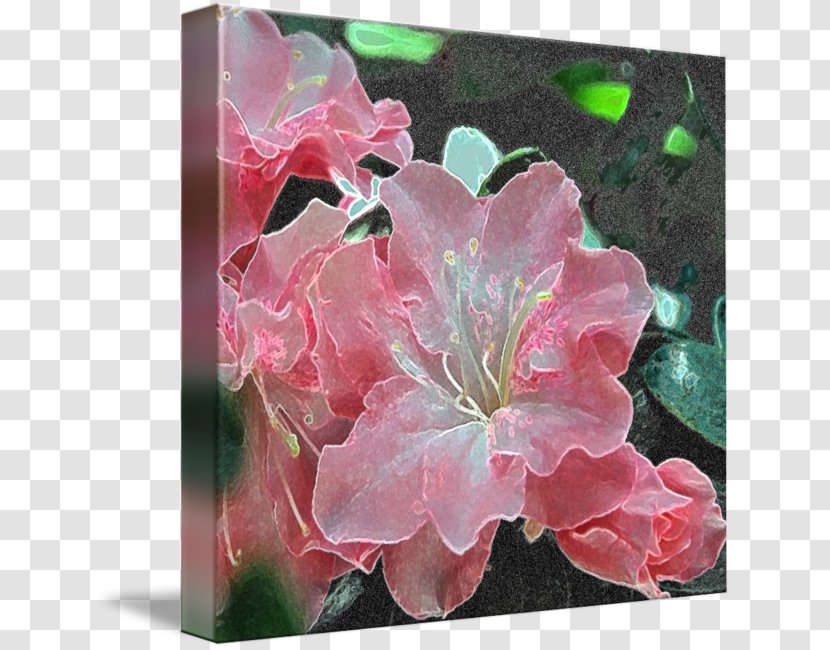 Azalea Gallery Wrap Canvas Art Printing - Rhododendron Transparent PNG