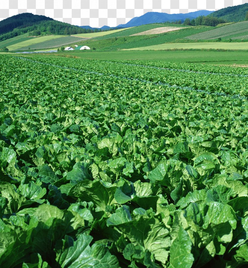 No Vegetable Food Ha Agriculture - Crop - Cabbage Garden Transparent PNG