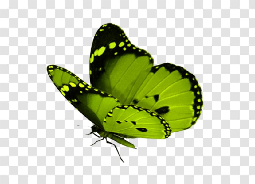 Butterfly Turquoise Clip Art - Arthropod - Papillon Transparent PNG