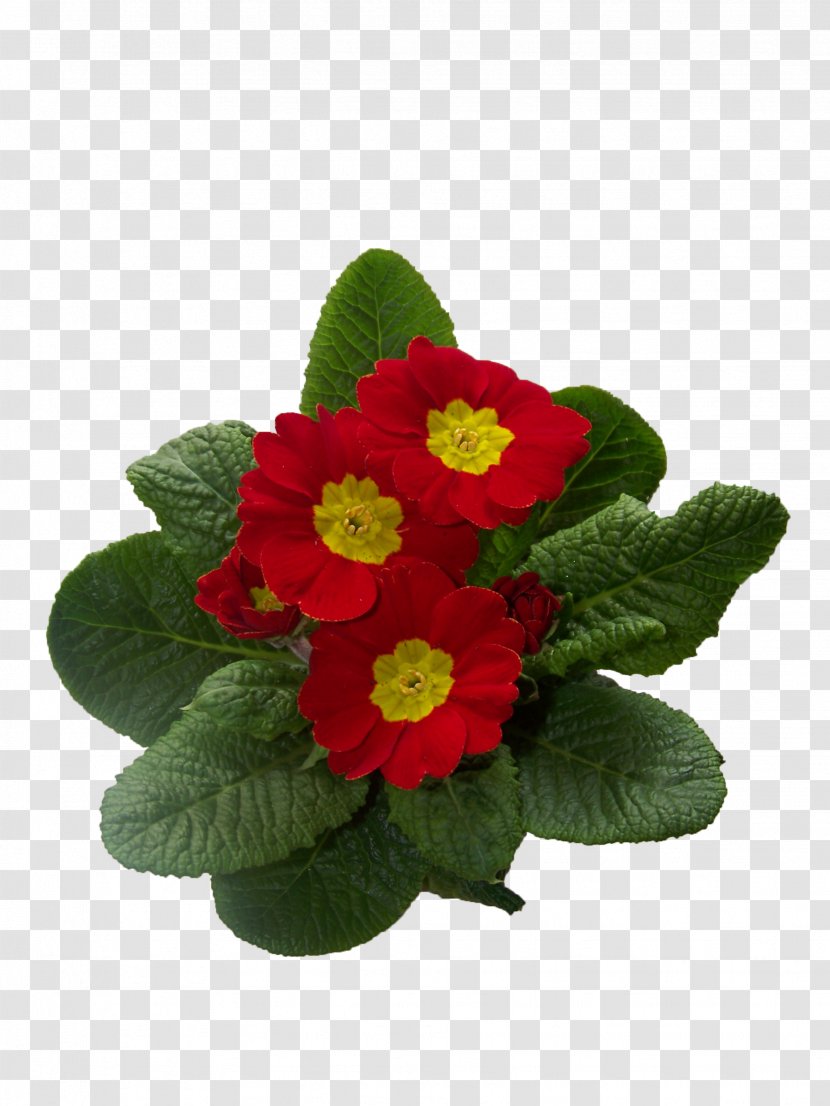 Primrose Cowslip Flower Plant - Blossom - Small Red Flowers Transparent PNG